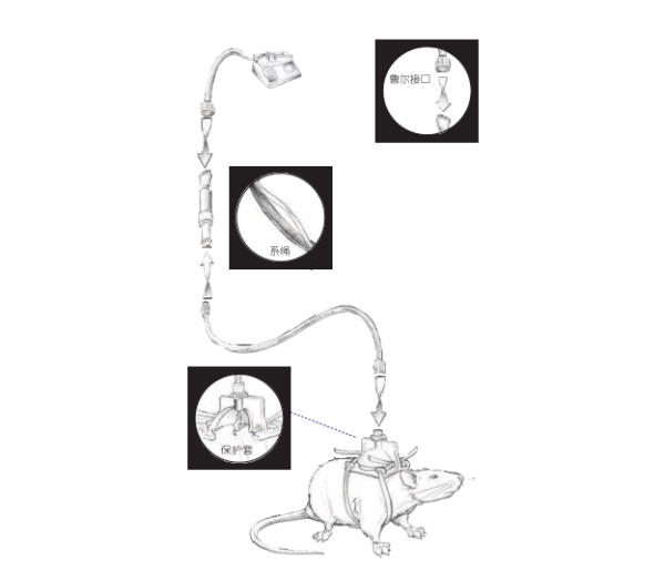 大小鼠给药导管